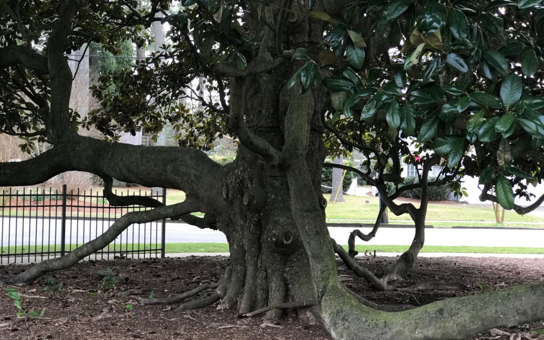 roots of magnolia tree