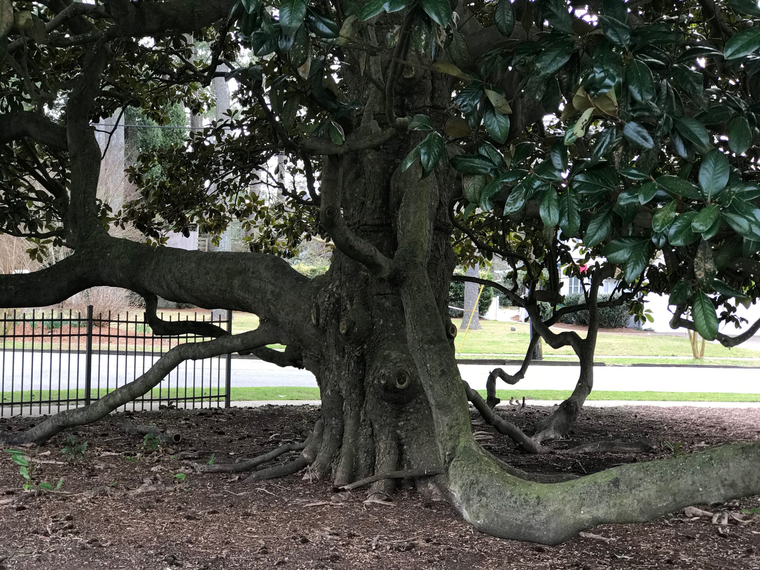 roots of magnolia tree